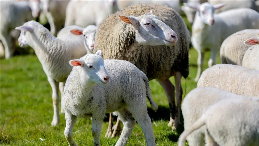 Започна приемането на заявления за проекта „Подкрепа за дребния рогат добитък в селските райони“