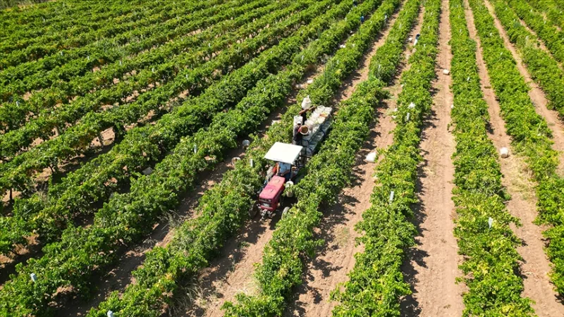 今天将向农民发放约174亿里拉的农业补贴