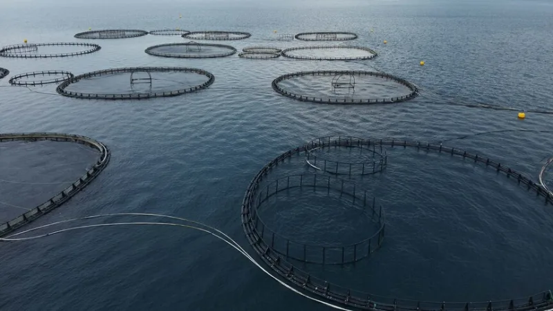 Im ersten Quartal wurden aus Muğla Fischereierzeugnisse im Wert von 198 Millionen Dollar exportiert