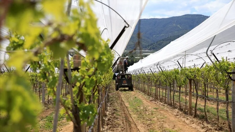 Producenci z Manisy chronią swoje winnice za pomocą siatki przeciwgradowej